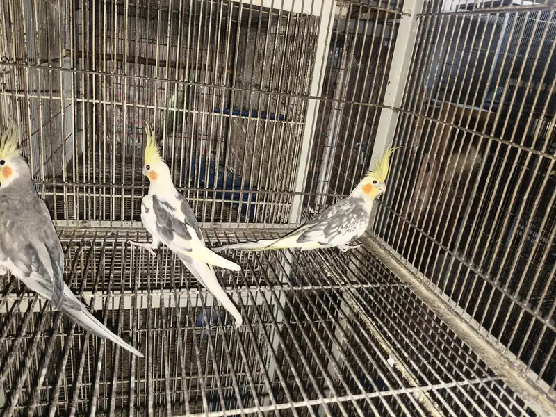 cocktail aur cages — photo 10