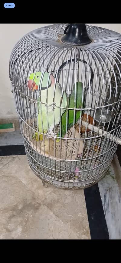 fully  hand tame  raw parrot
