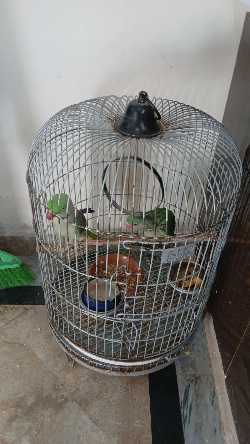 fully  hand tame  raw parrot — photo 2