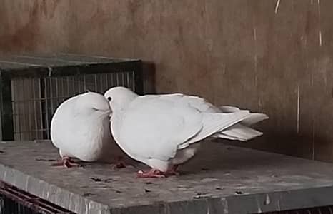 King jumbo size Breeder pair