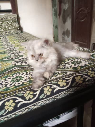 Persian Female Triple Coated Kitten for Sale