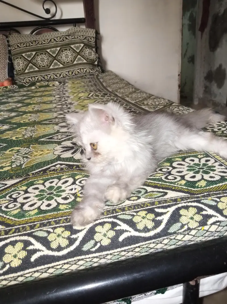 Persian Female Triple Coated Kitten for Sale — photo 2