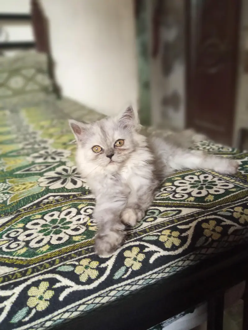Persian Female Triple Coated Kitten for Sale — photo 3