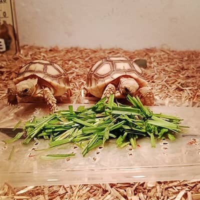 African sulcatas tortoise - Sulcata turtle