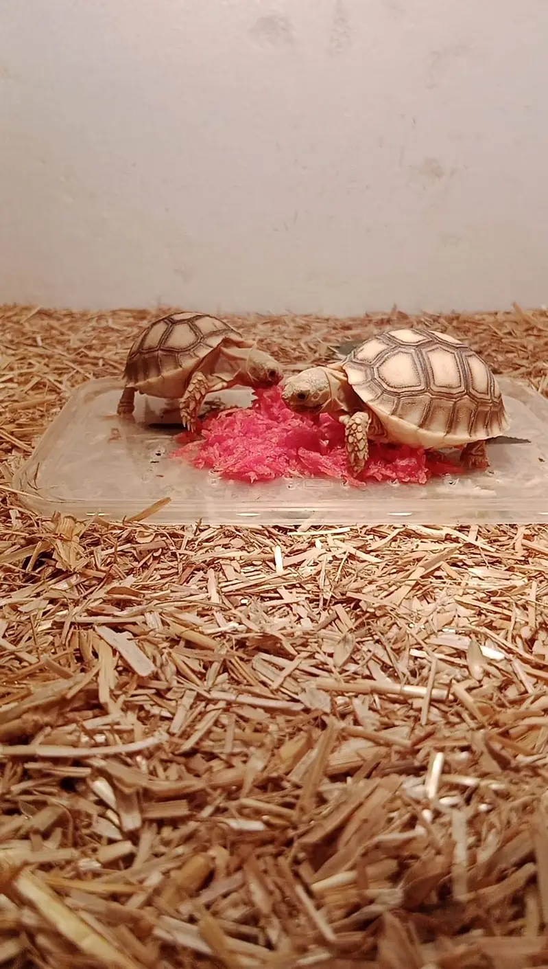 African sulcatas tortoise - Sulcata turtle — photo 2