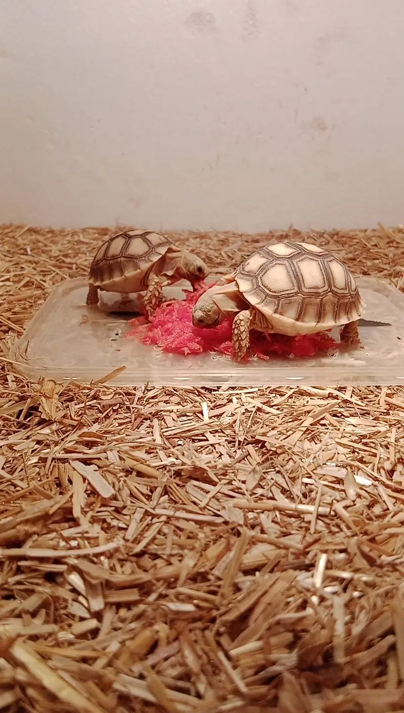 African sulcatas tortoise - Sulcata turtle — photo 3