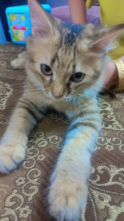 kittens for sale