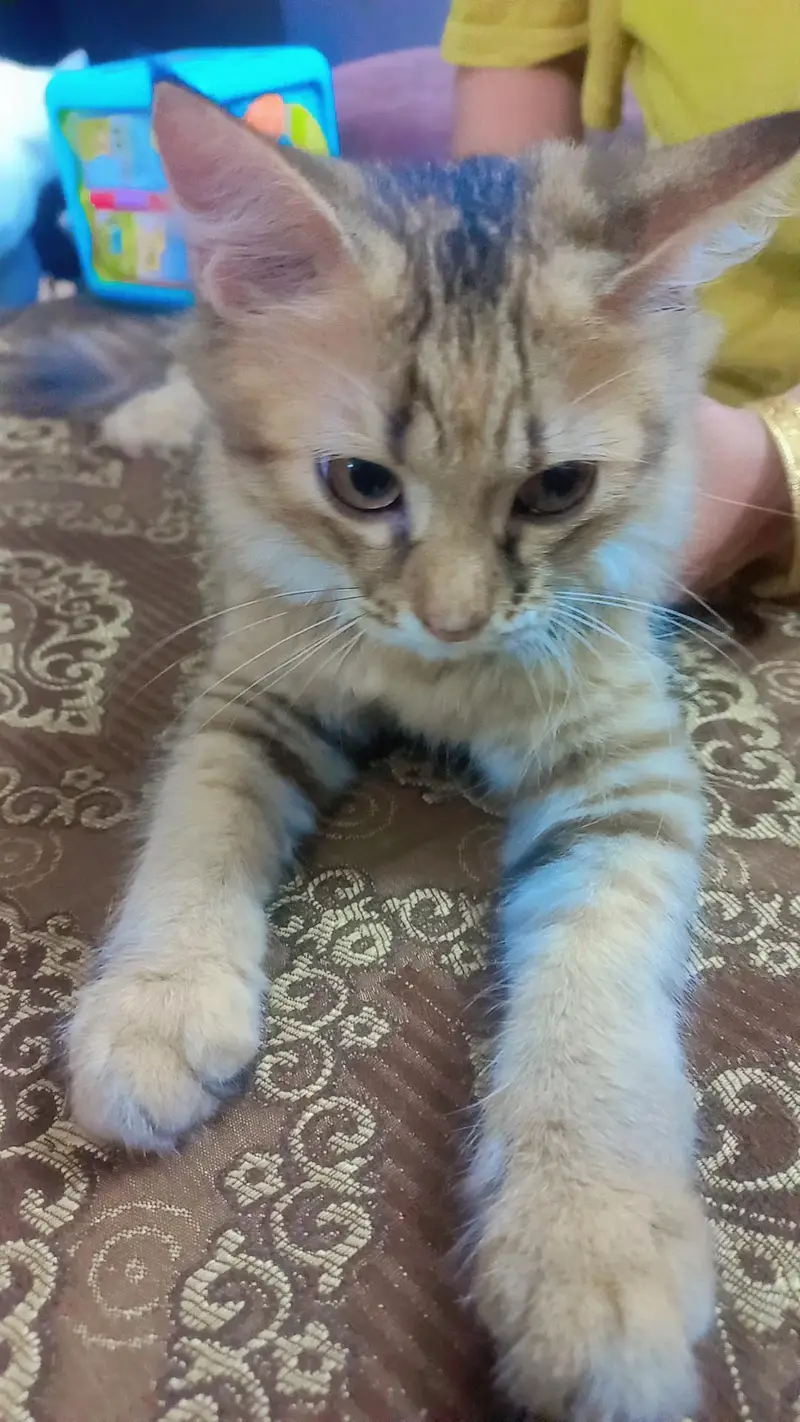 kittens for sale — photo 2