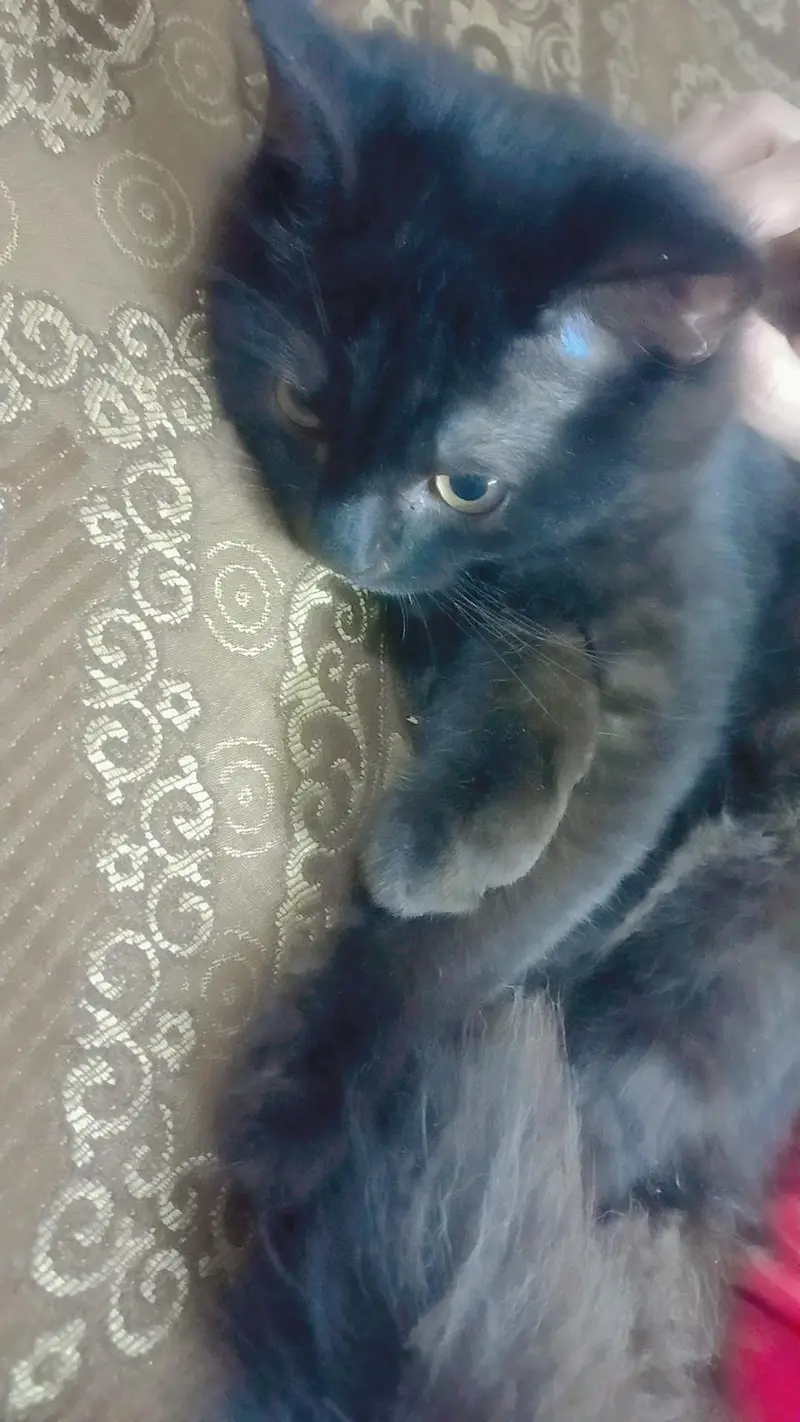 kittens for sale — photo 3