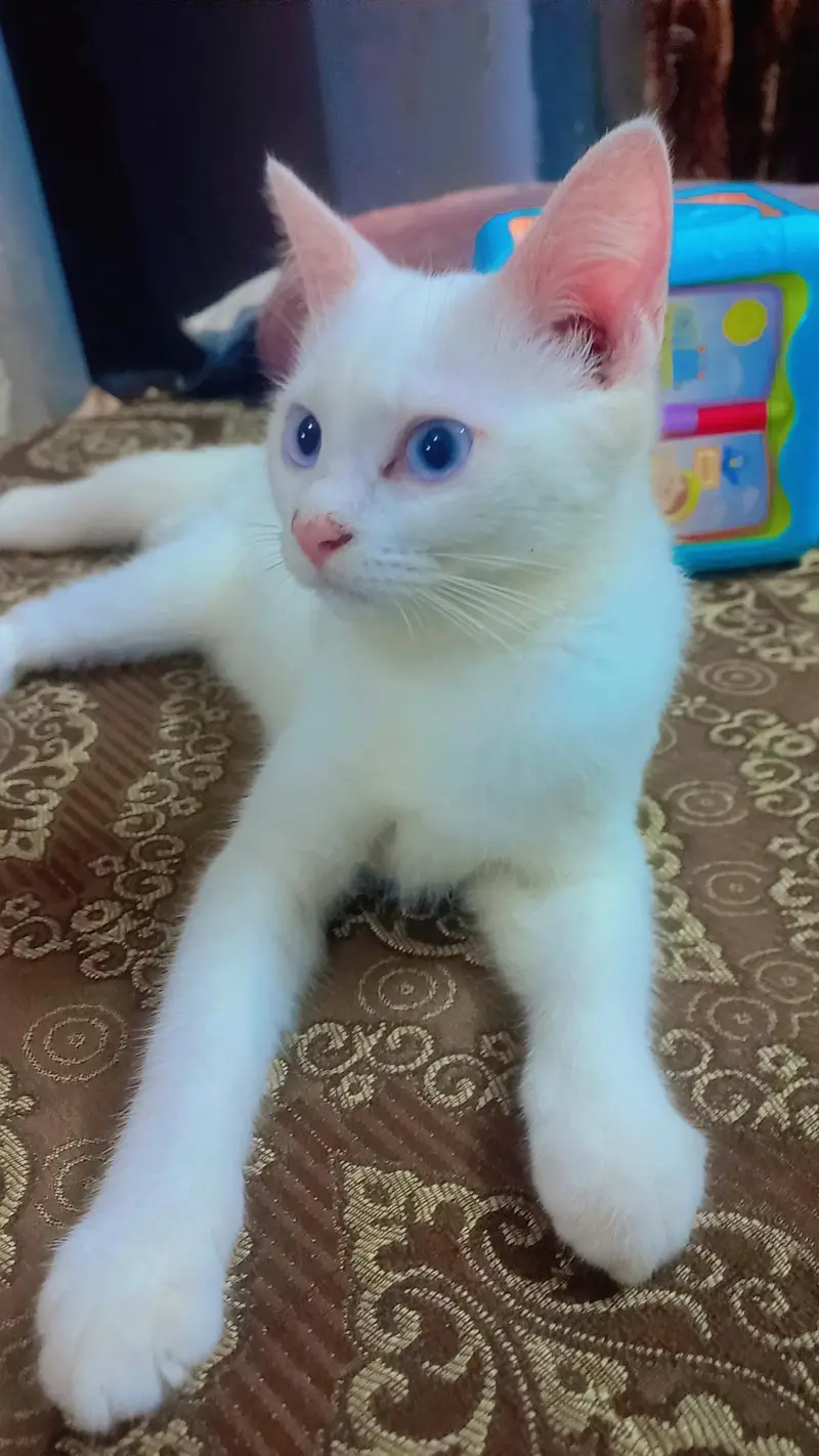kittens for sale — photo 4