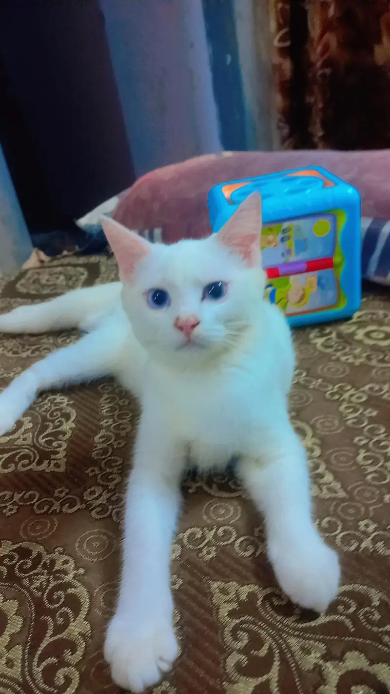 kittens for sale — photo 5