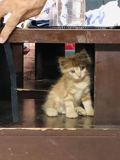Cute Fluffy Ginger Kitten | Domestic Long Hair | Healthy & Playful