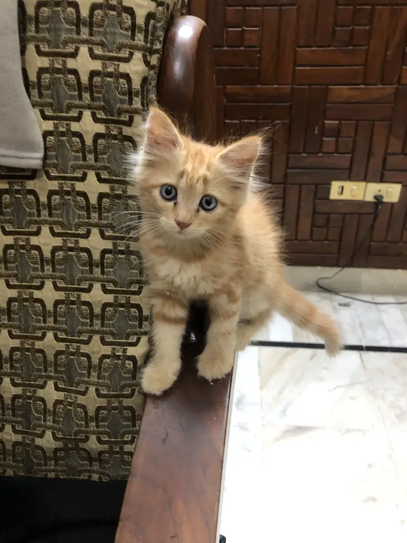 Cute Fluffy Ginger Kitten | Domestic Long Hair | Healthy & Playful — photo 2
