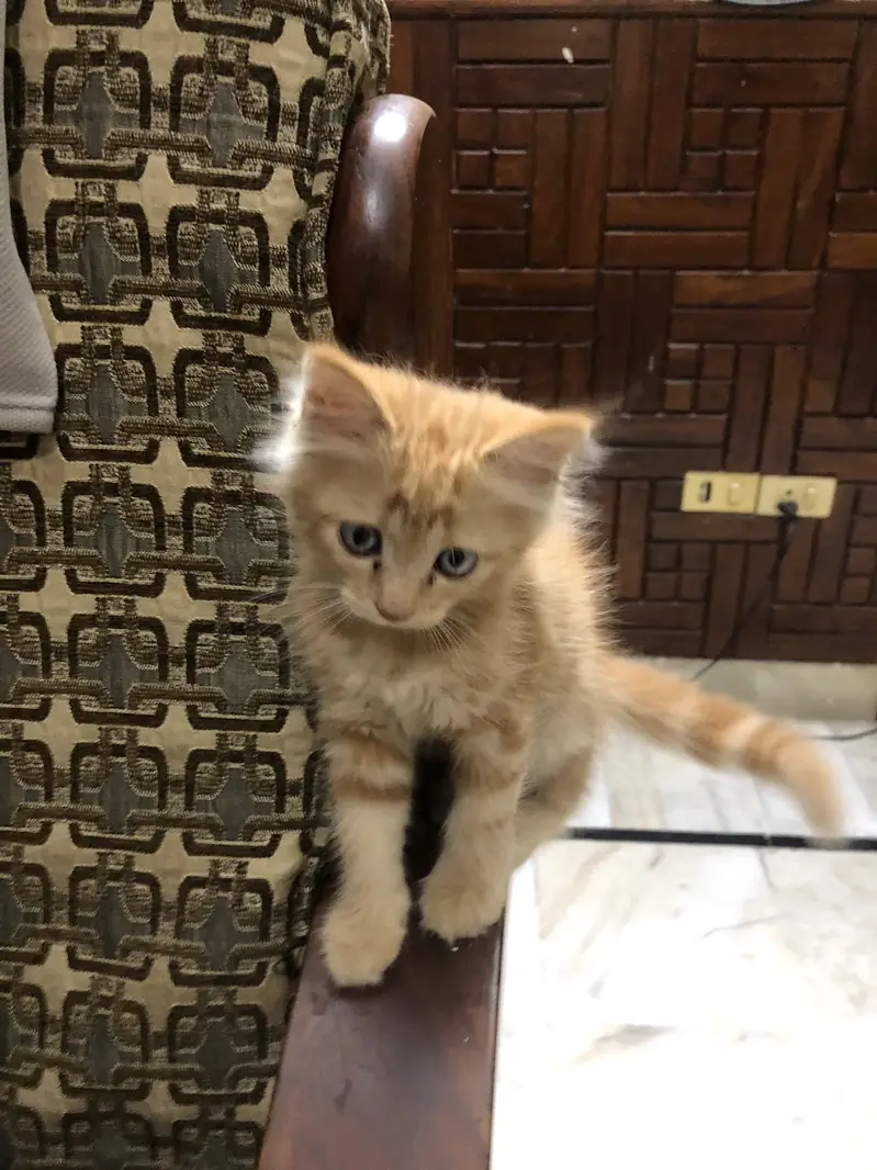 Cute Fluffy Ginger Kitten | Domestic Long Hair | Healthy & Playful — photo 3