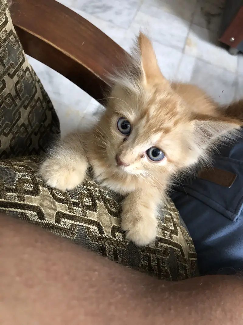 Cute Fluffy Ginger Kitten | Domestic Long Hair | Healthy & Playful — photo 4