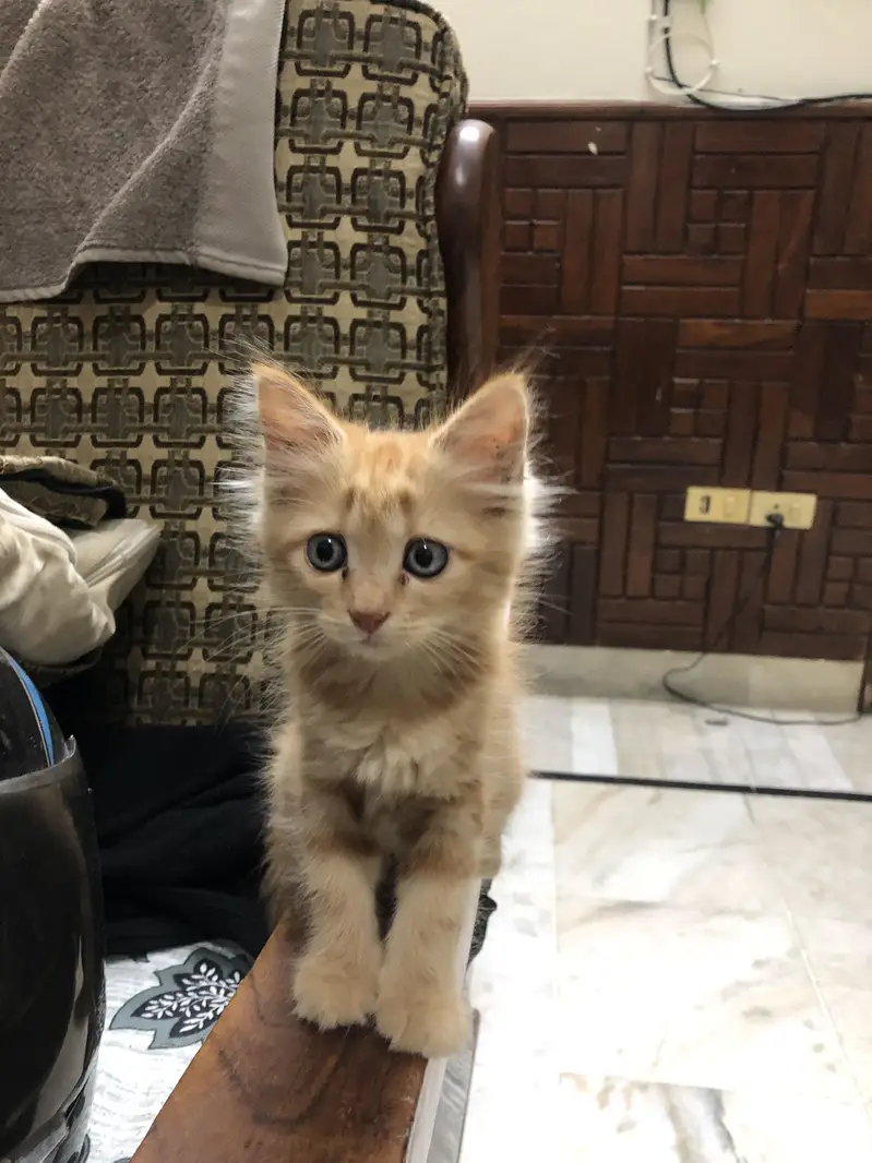 Cute Fluffy Ginger Kitten | Domestic Long Hair | Healthy & Playful — photo 5