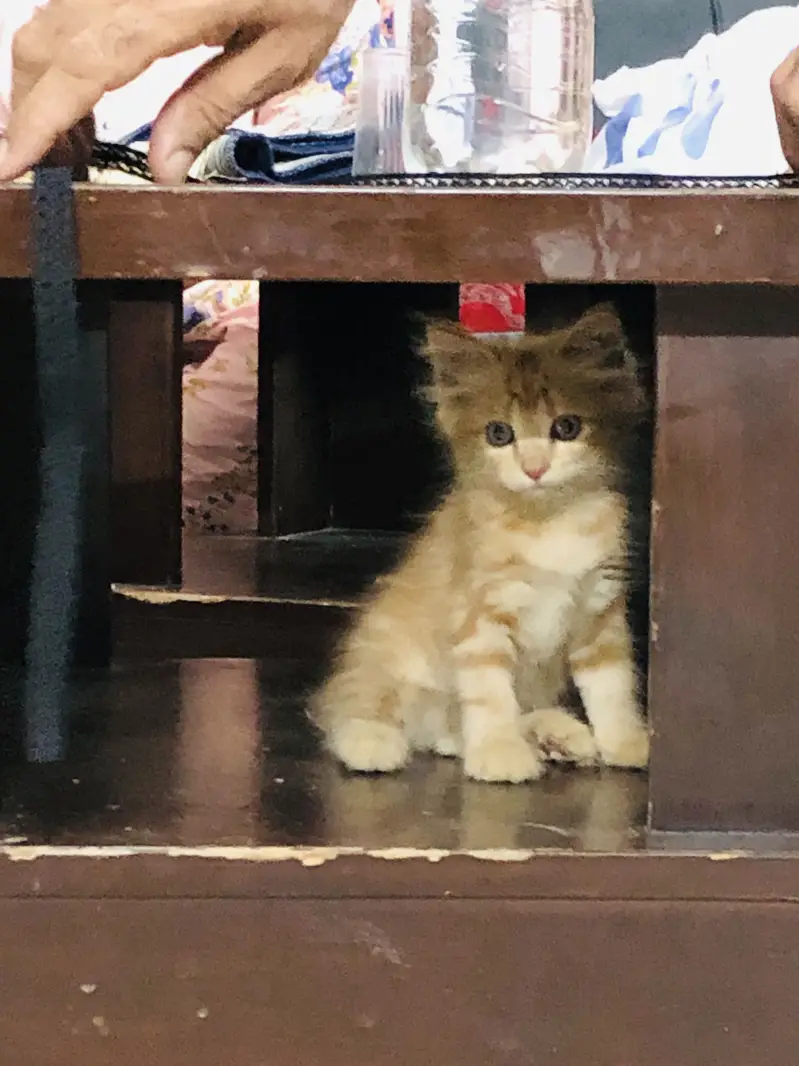 Cute Fluffy Ginger Kitten | Domestic Long Hair | Healthy & Playful — photo 6