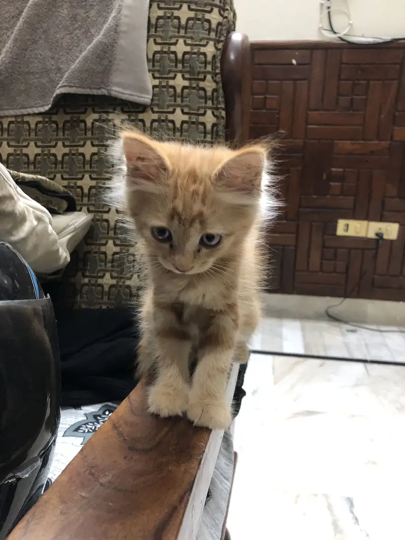 Cute Fluffy Ginger Kitten | Domestic Long Hair | Healthy & Playful — photo 7