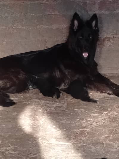 Black German shepherd female pup