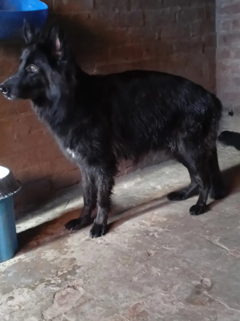 Black German shepherd female pup — photo 2