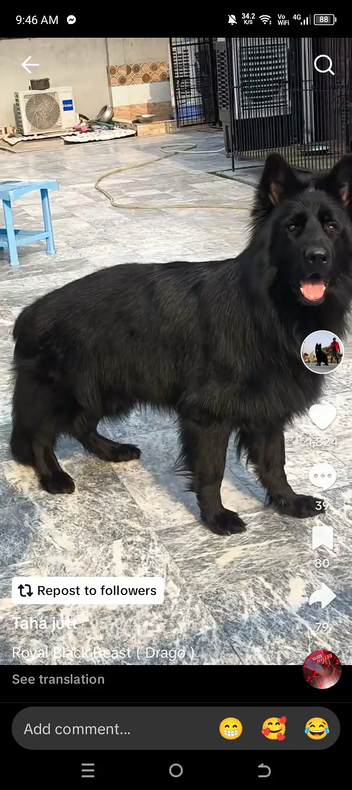 Black German shepherd female pup — photo 3