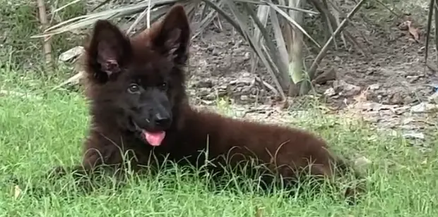 Black German shepherd female pup — photo 4