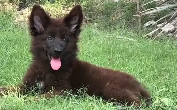 Black German shepherd female pup — photo 5
