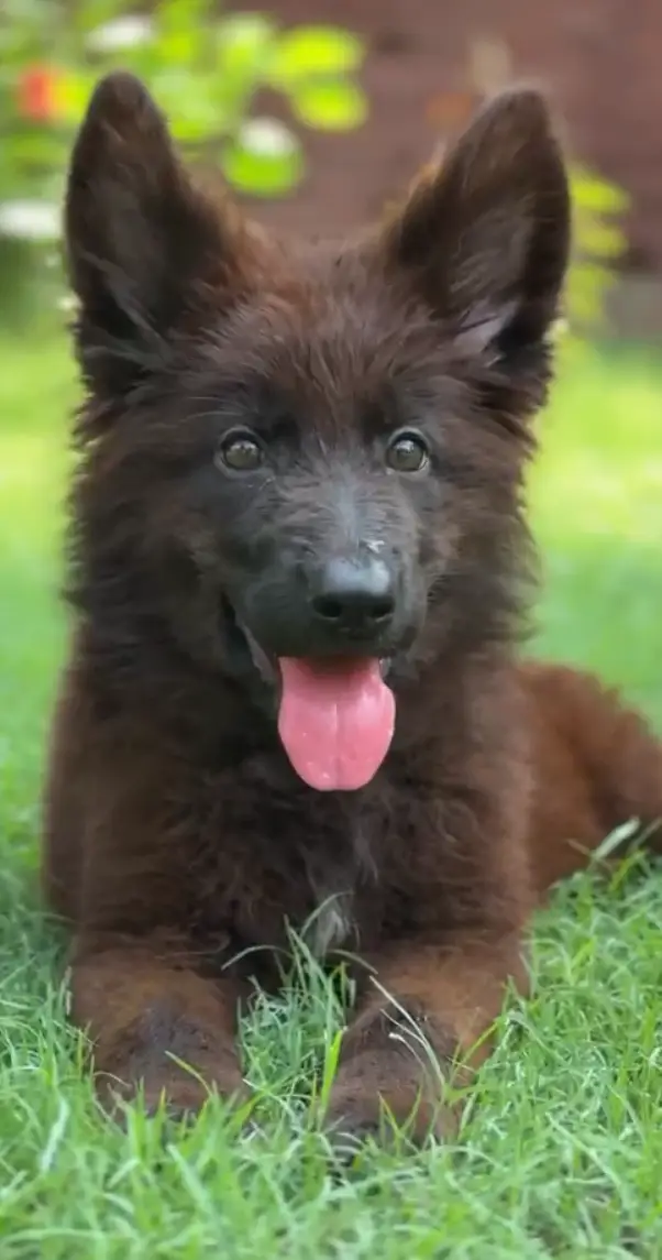 Black German shepherd female pup — photo 6