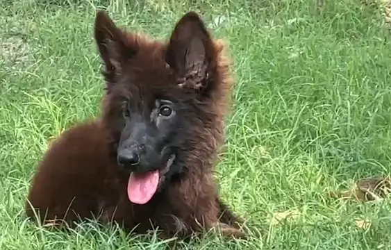 Black German shepherd female pup — photo 7