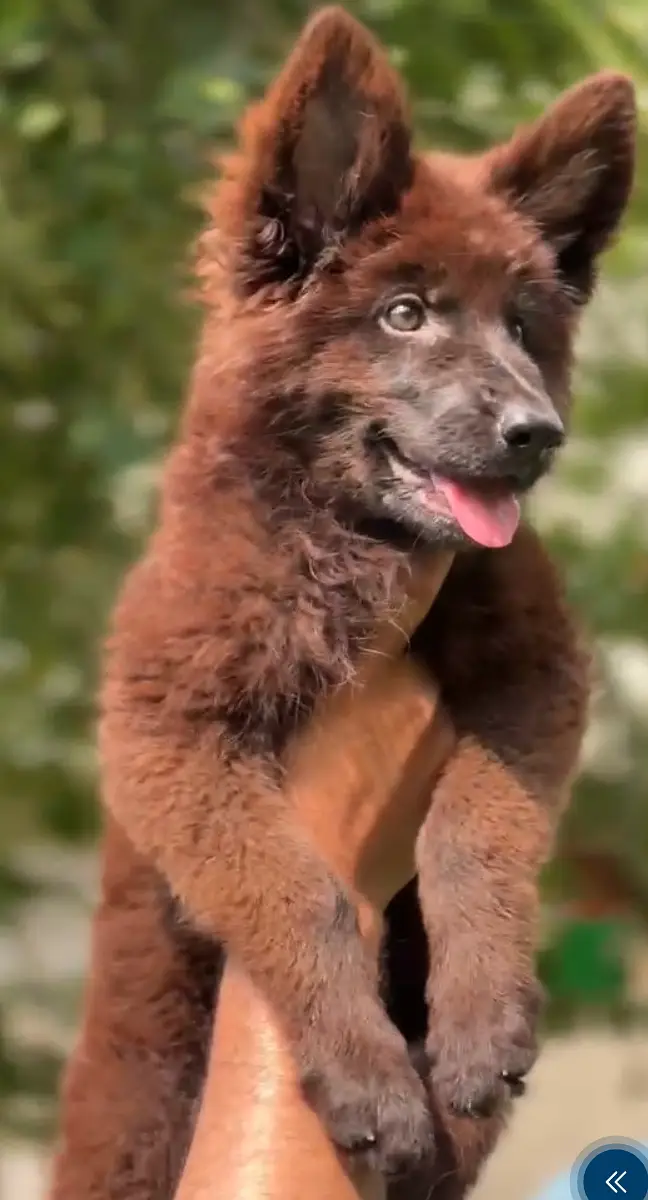Black German shepherd female pup — photo 8