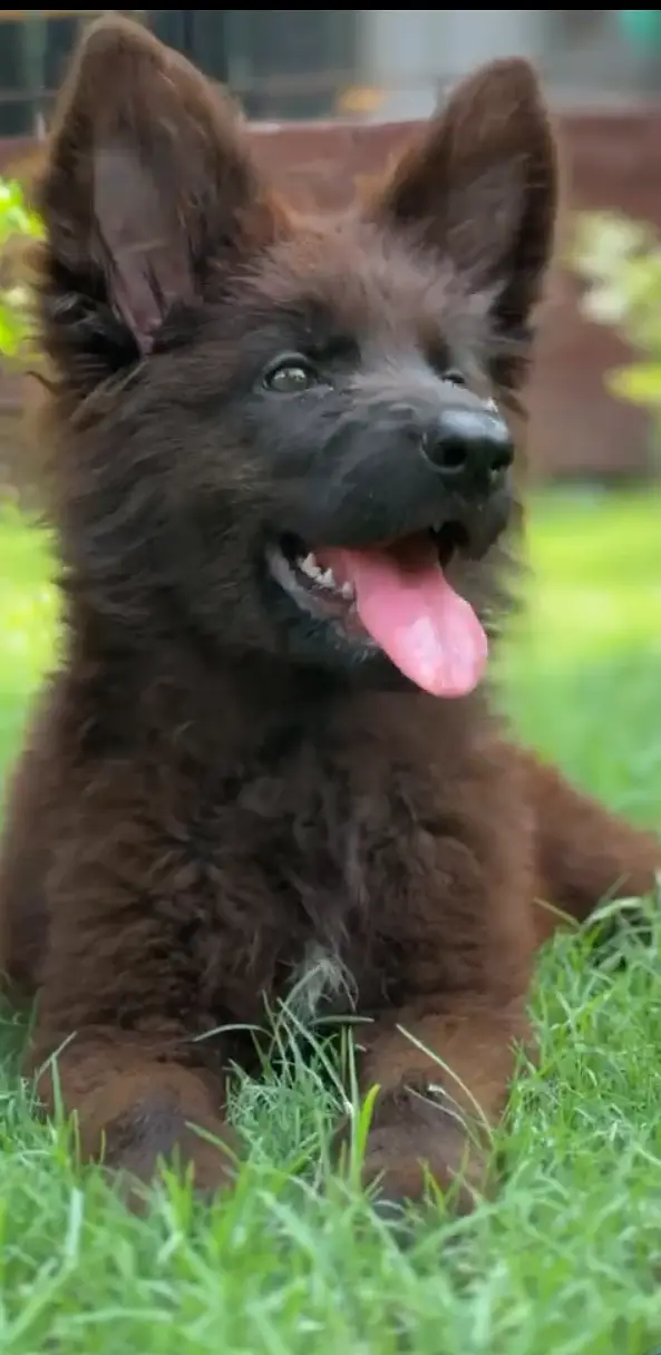 Black German shepherd female pup — photo 9