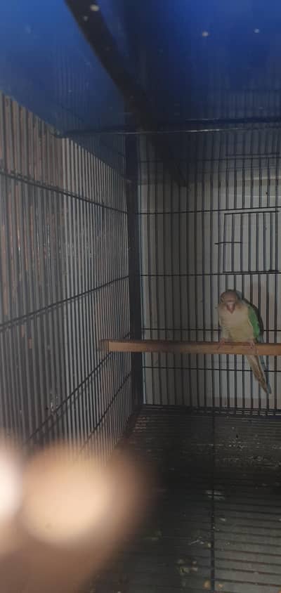 cinamon conure male for sale 0321/44/35/484