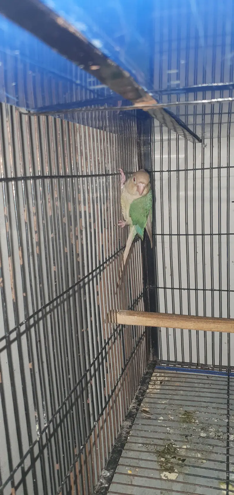 cinamon conure male for sale 0321/44/35/484 — photo 4