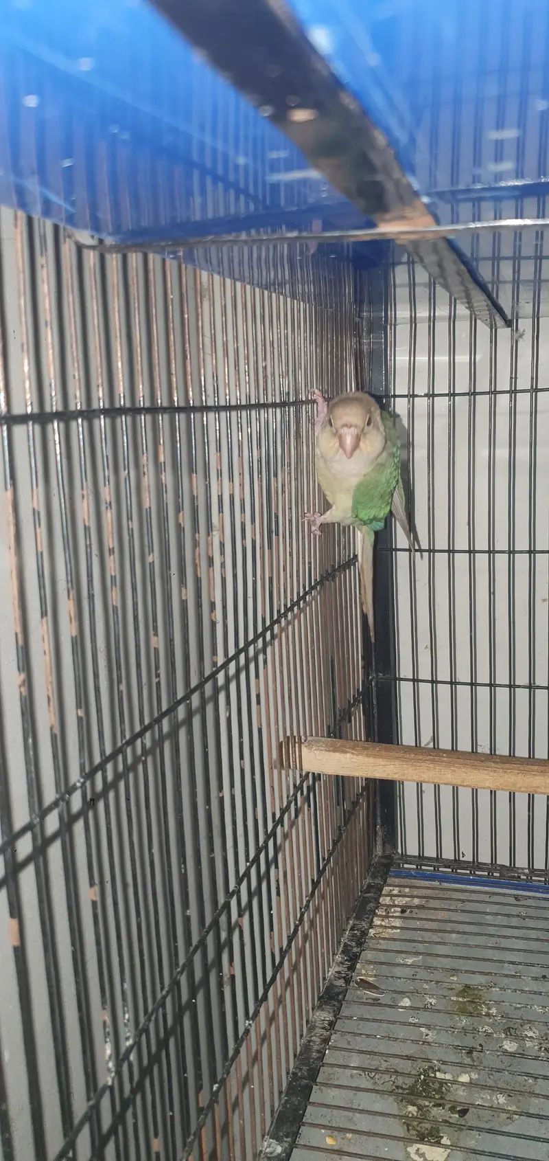 cinamon conure male for sale 0321/44/35/484 — photo 5