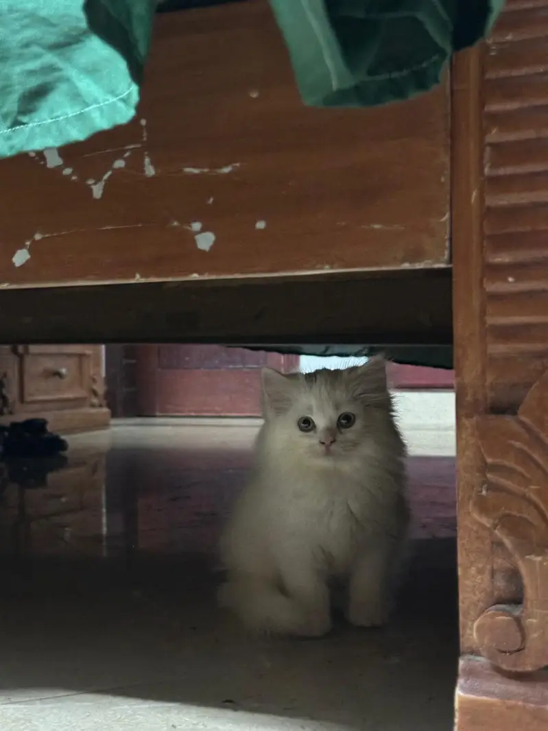 cute perian female cat with all litter tools and water,food bowl free — photo 2
