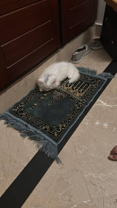 cute perian female cat with all litter tools and water,food bowl free