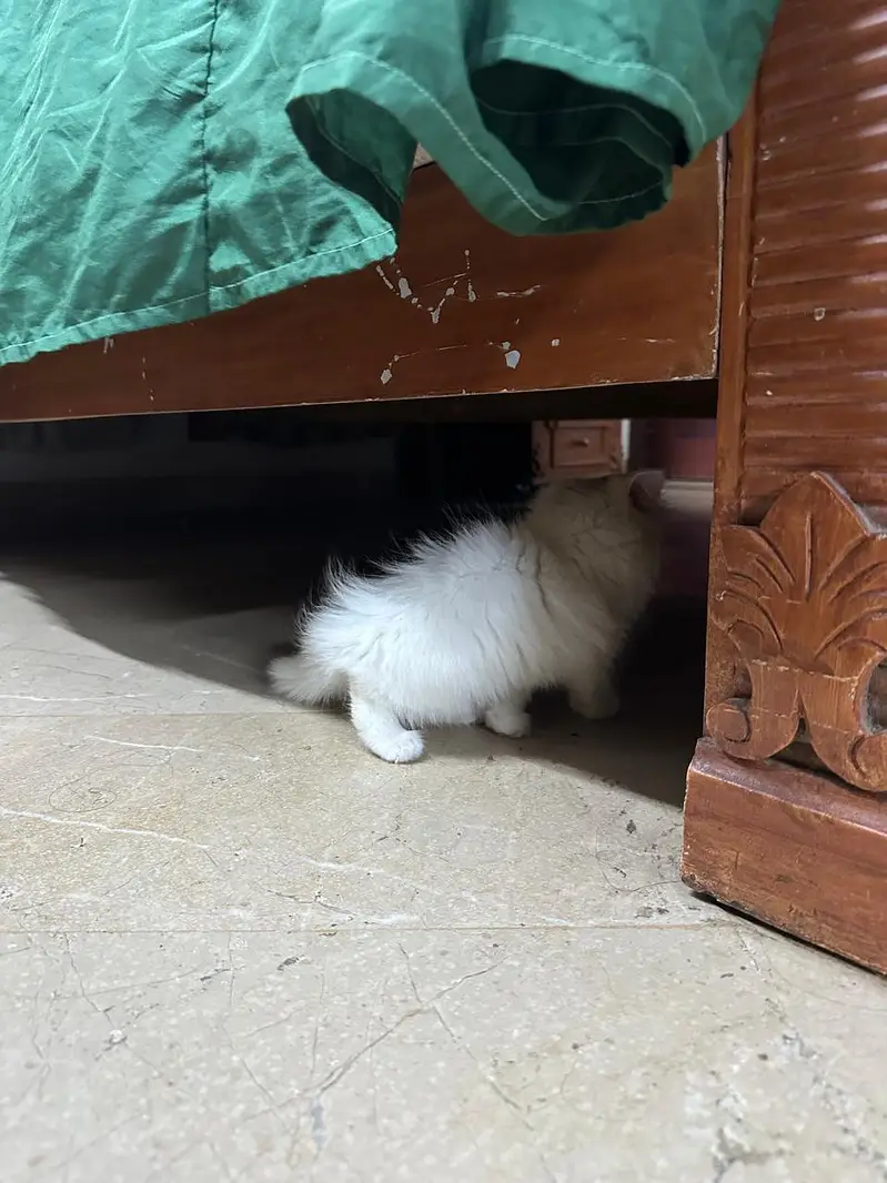 cute perian female cat with all litter tools and water,food bowl free — photo 3