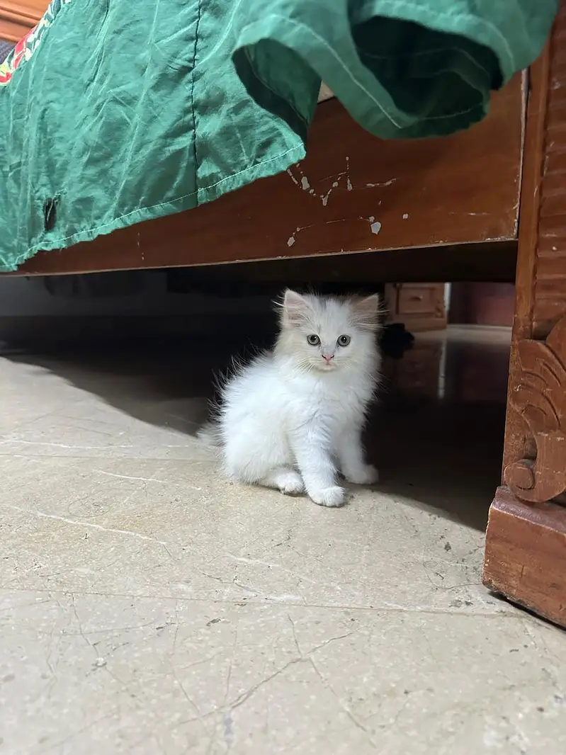 cute perian female cat with all litter tools and water,food bowl free — photo 4