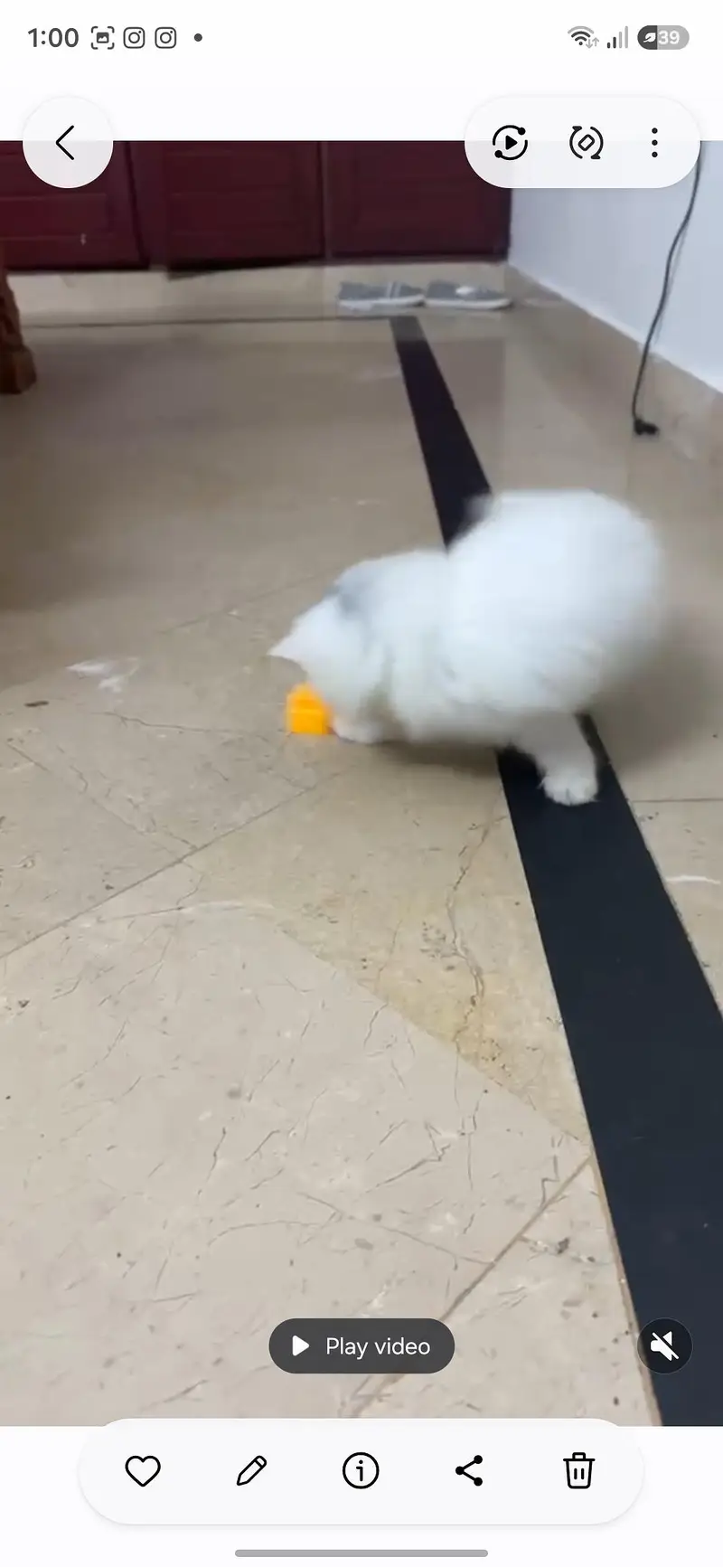 cute perian female cat with all litter tools and water,food bowl free — photo 5