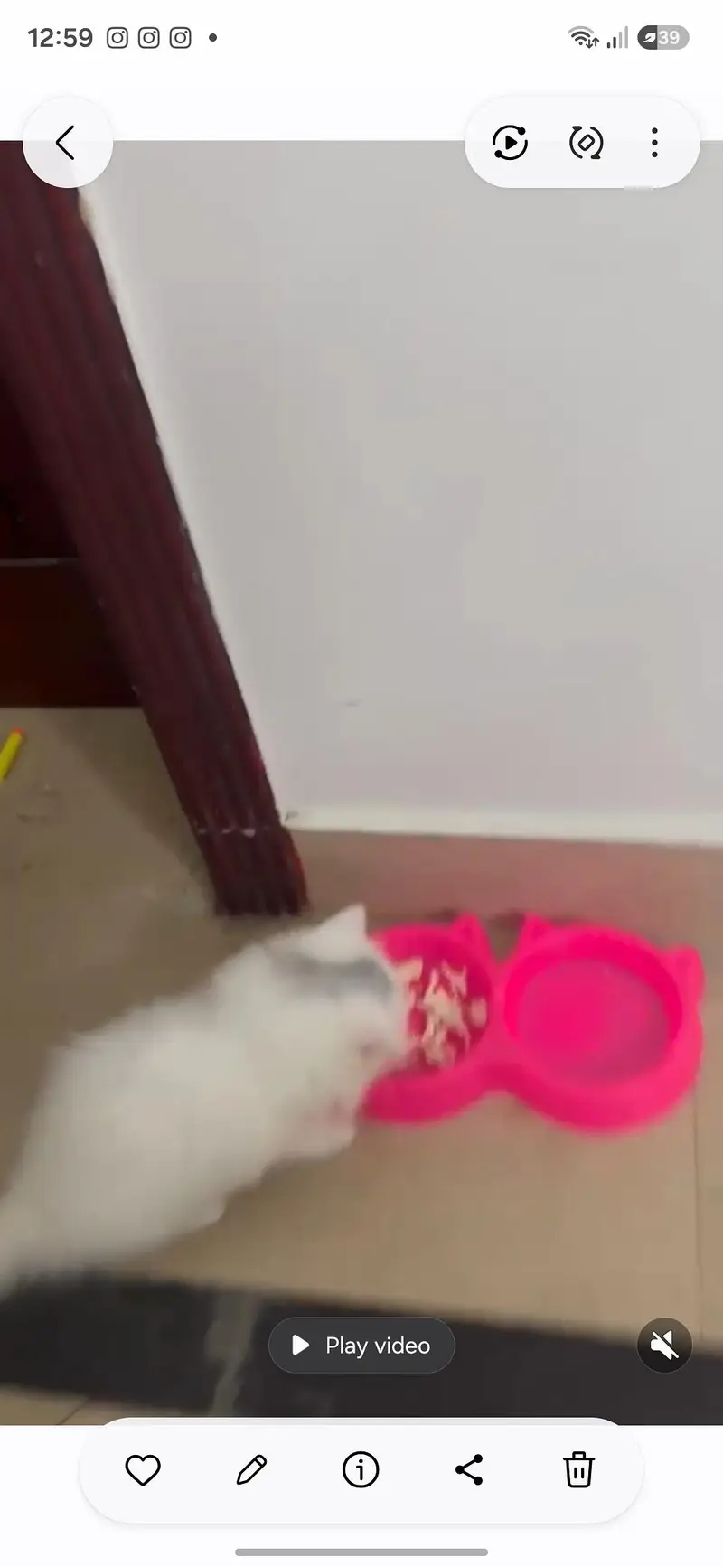 cute perian female cat with all litter tools and water,food bowl free — photo 7
