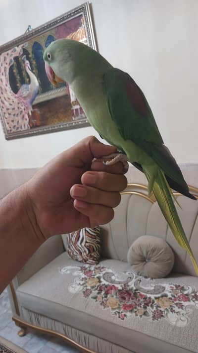 raw parrot hand tame