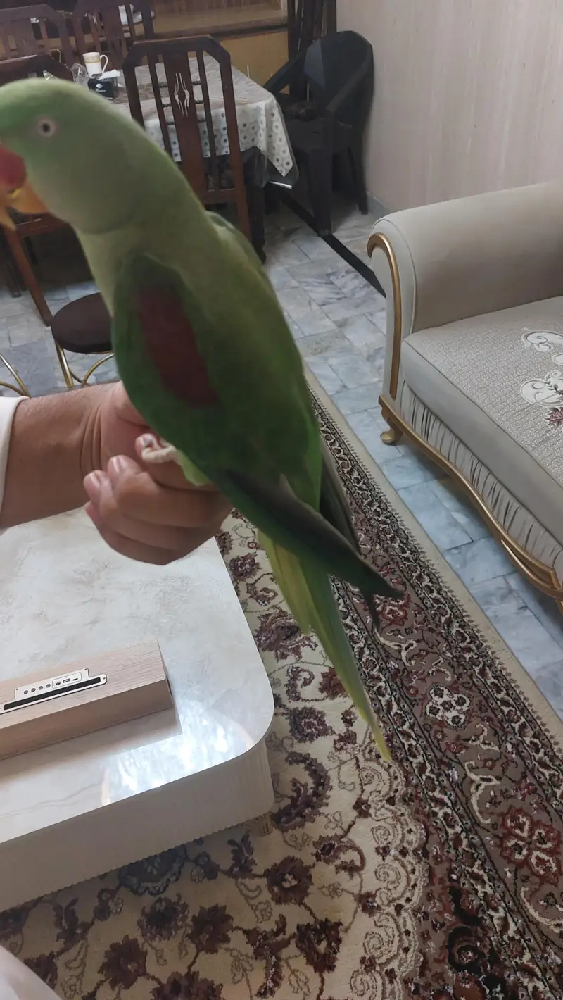 raw parrot hand tame — photo 2