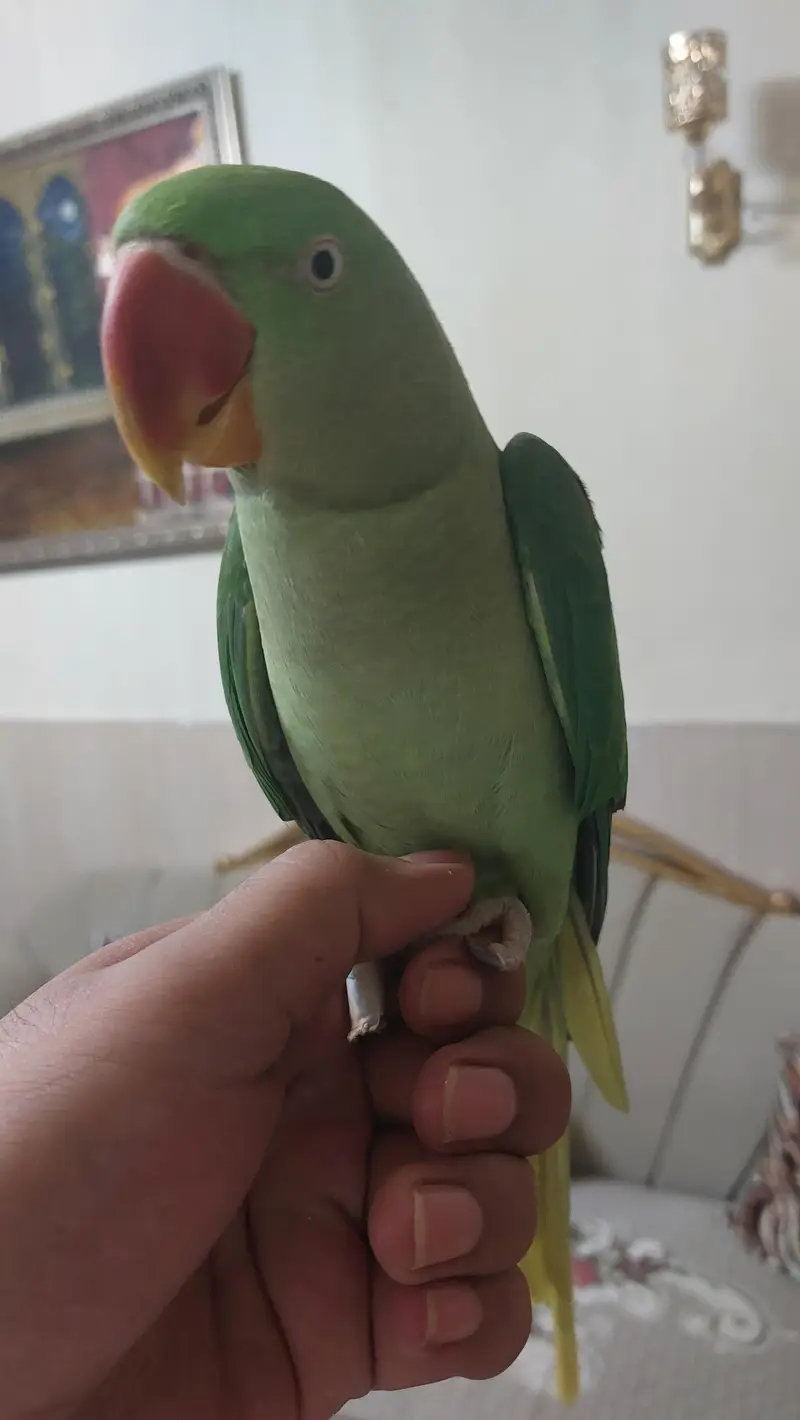 raw parrot hand tame — photo 3