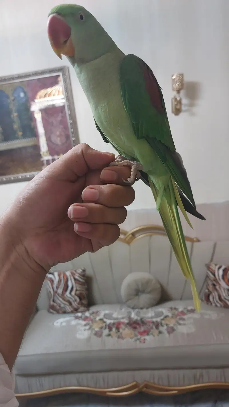 raw parrot hand tame — photo 4
