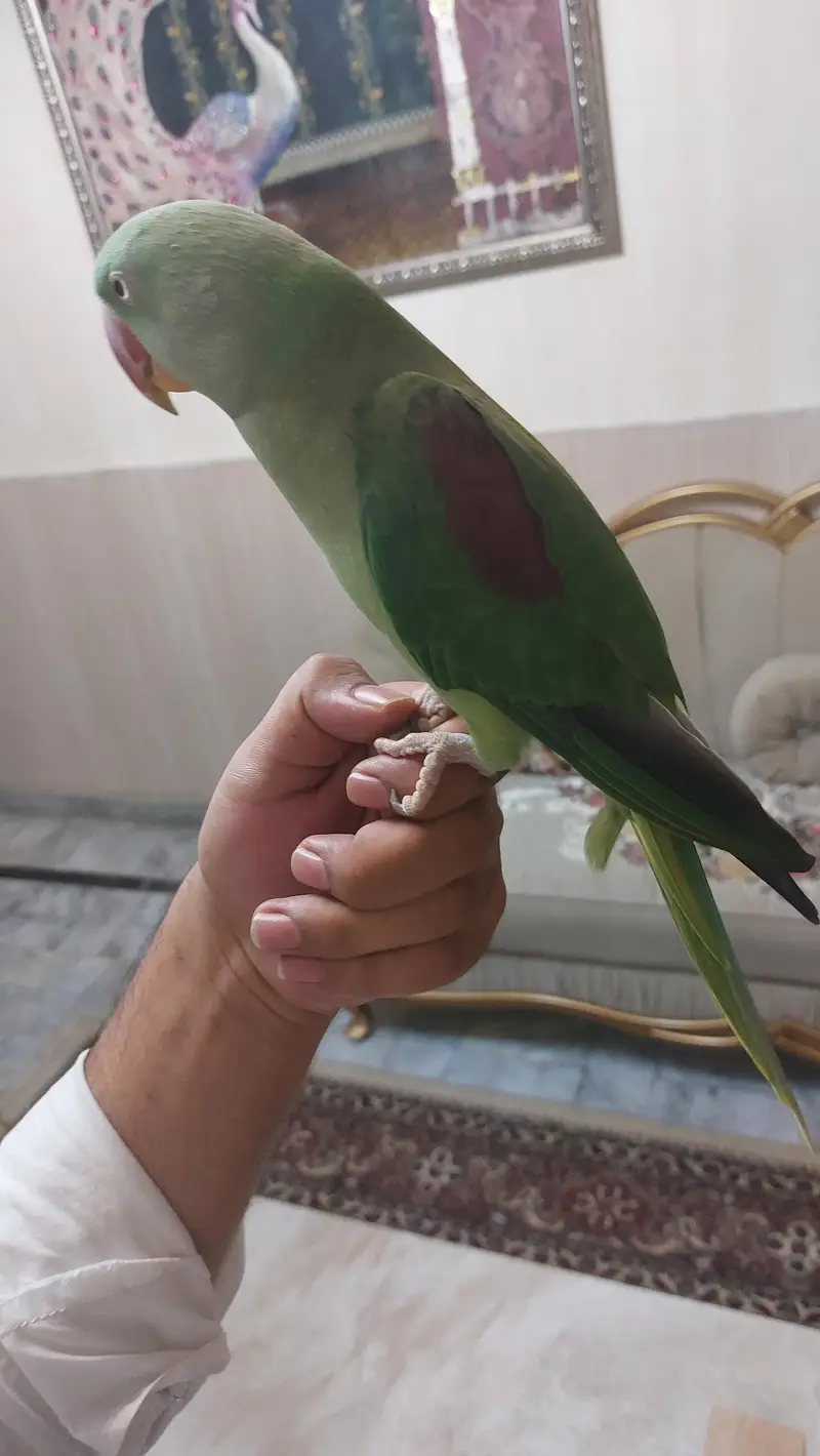 raw parrot hand tame — photo 5