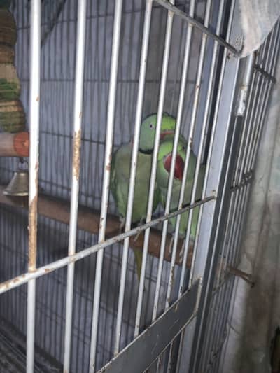 Raw kashmiri pahari parrots pair jambo size