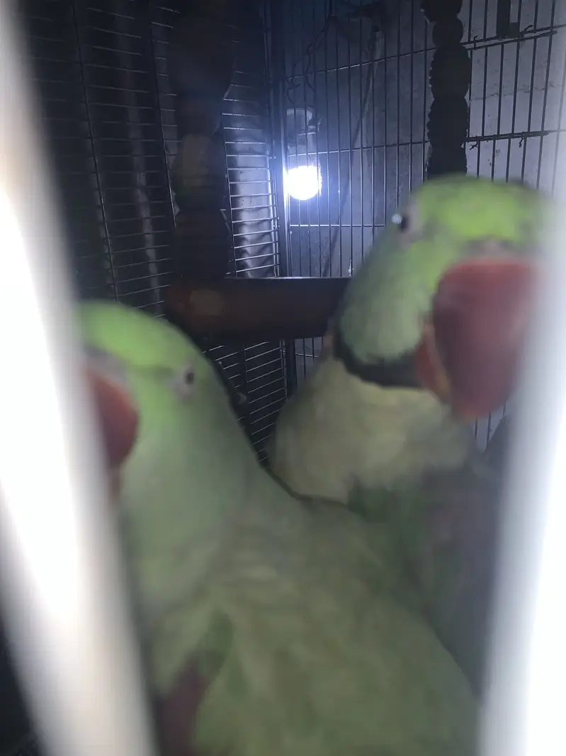 Raw kashmiri pahari parrots pair jambo size — photo 2