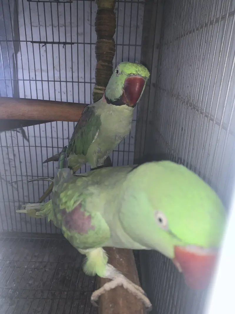 Raw kashmiri pahari parrots pair jambo size — photo 5