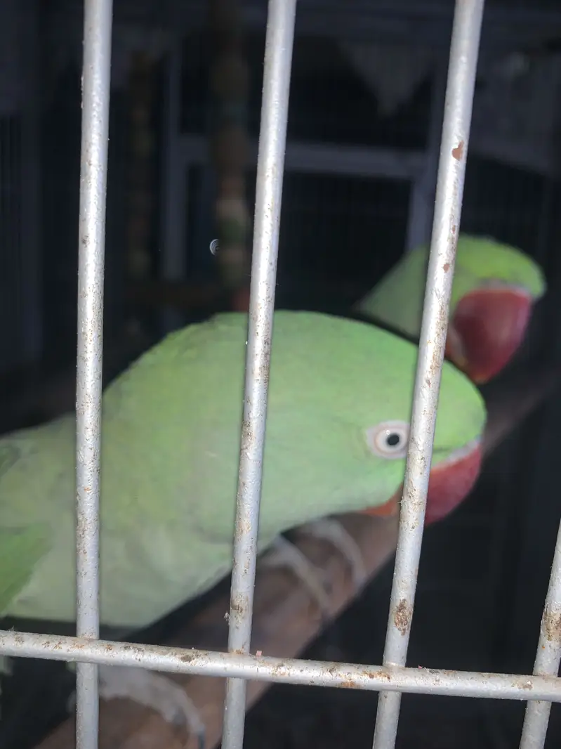 Raw kashmiri pahari parrots pair jambo size — photo 7