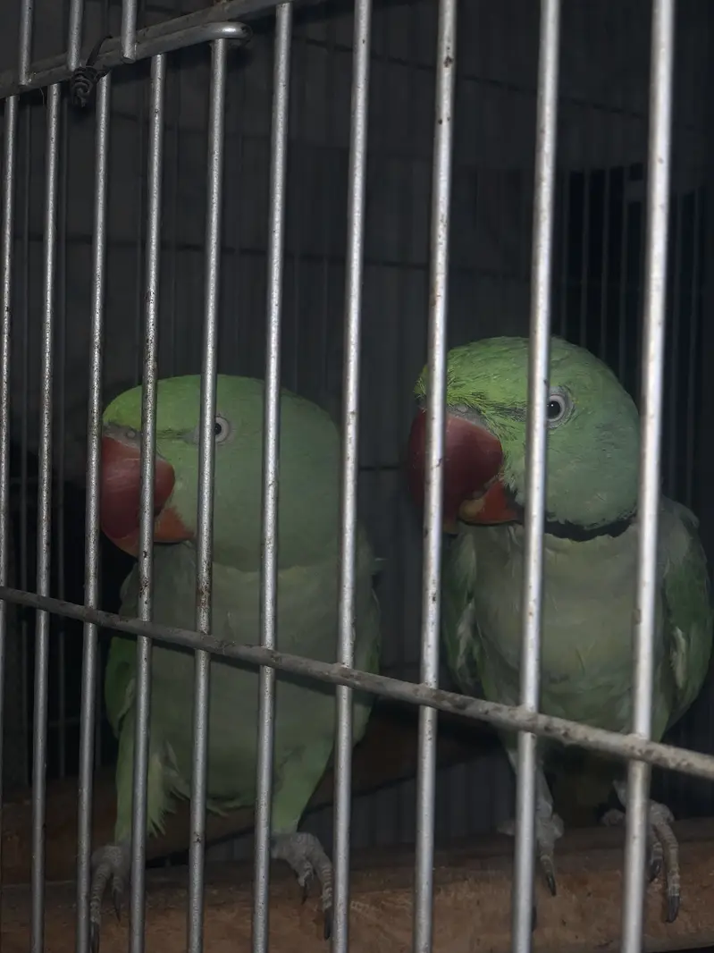 Raw kashmiri pahari parrots pair jambo size — photo 8